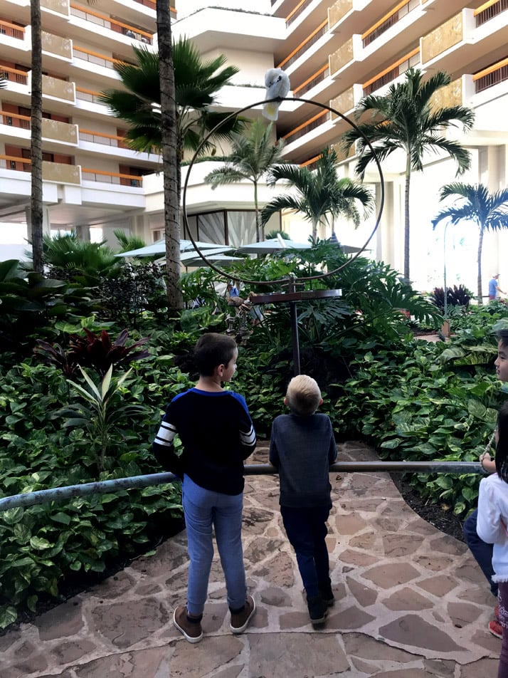 Birds in the Hyatt Maui Lobby