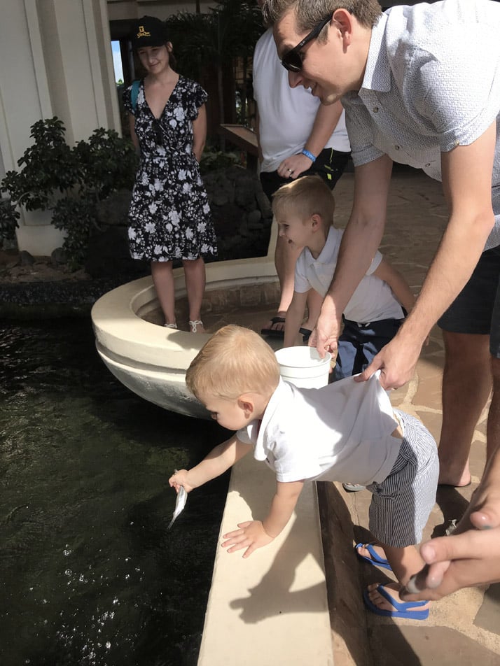 feeding the penguins at the hyatt maui