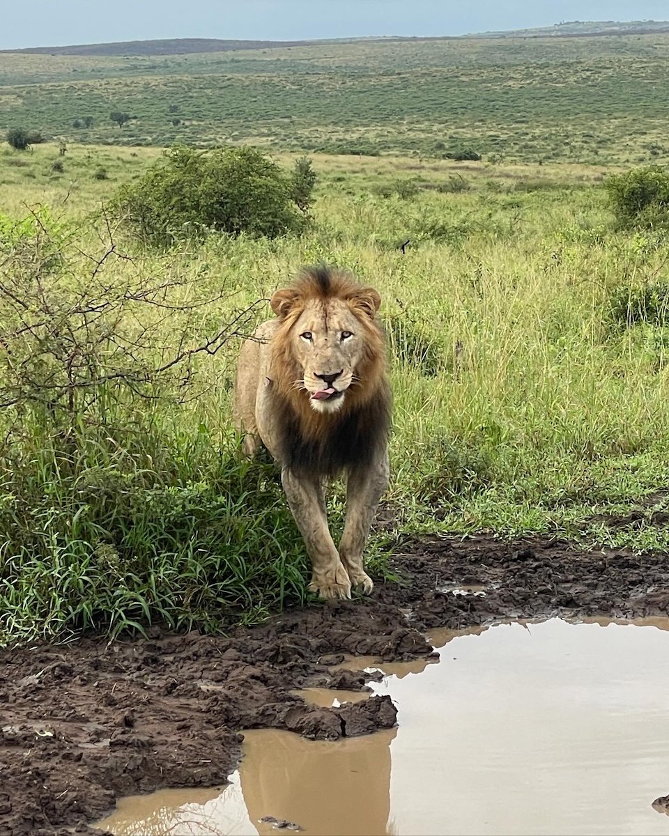male lion