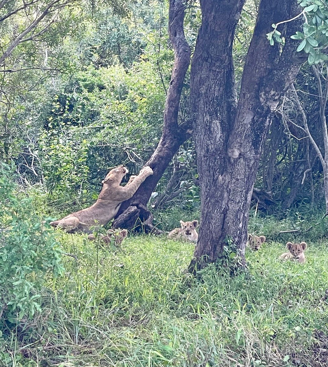 baby lion cubs