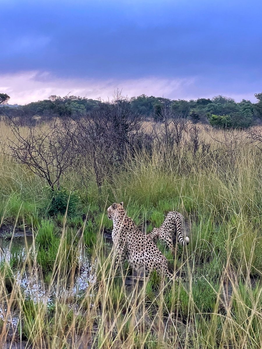 safari cheetahs