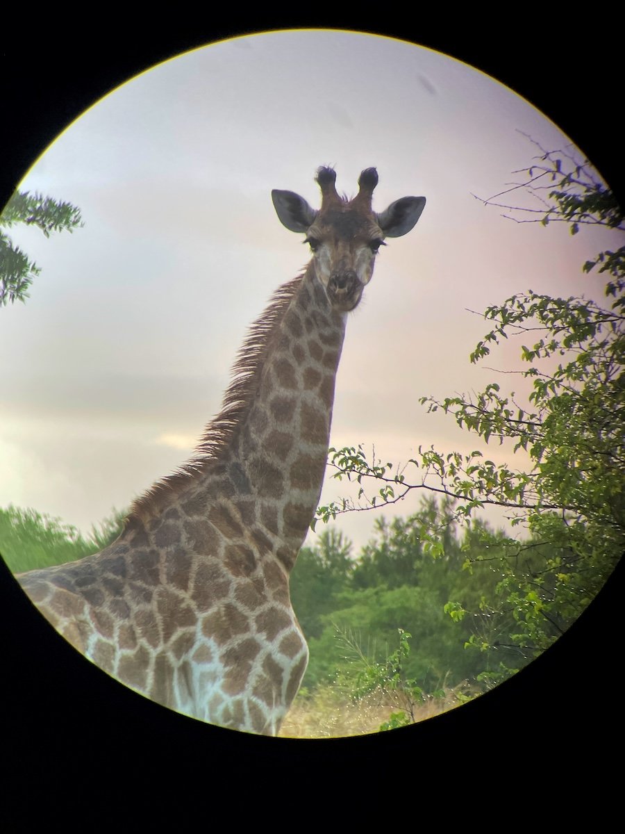 giraffe
