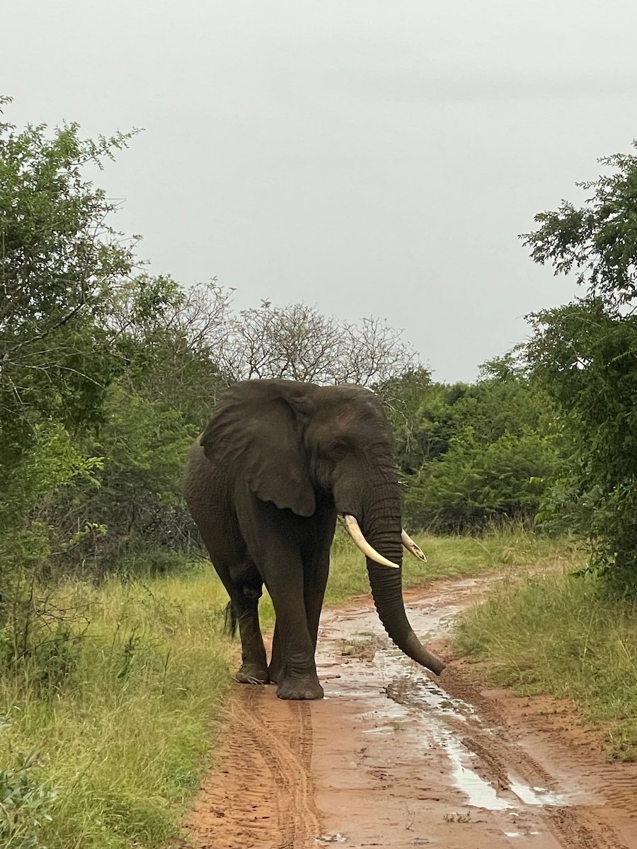 elephant