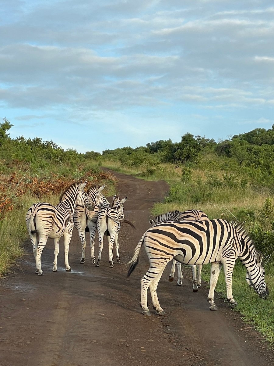 zebras